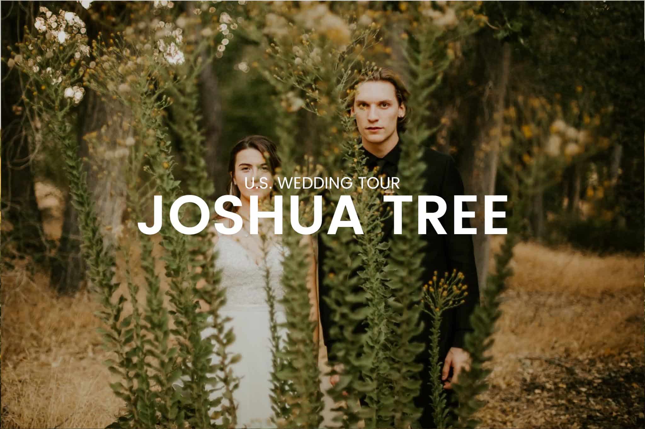 wedding couple around Joshua Tree trees