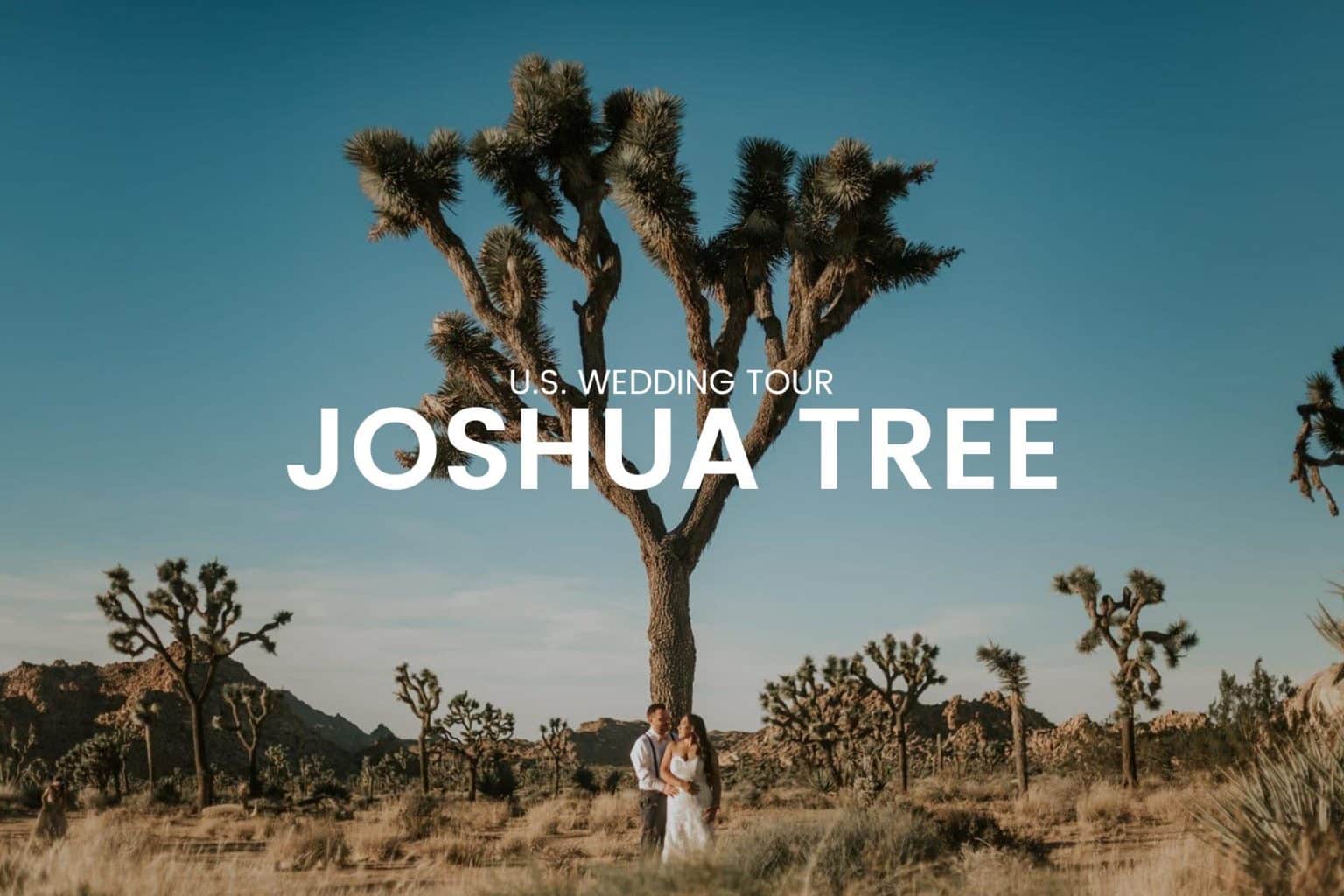 wedding couple kissing under a Joshua tree on a sunny day