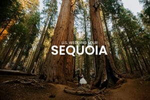 Wedding couple walking through the Sequoia trees