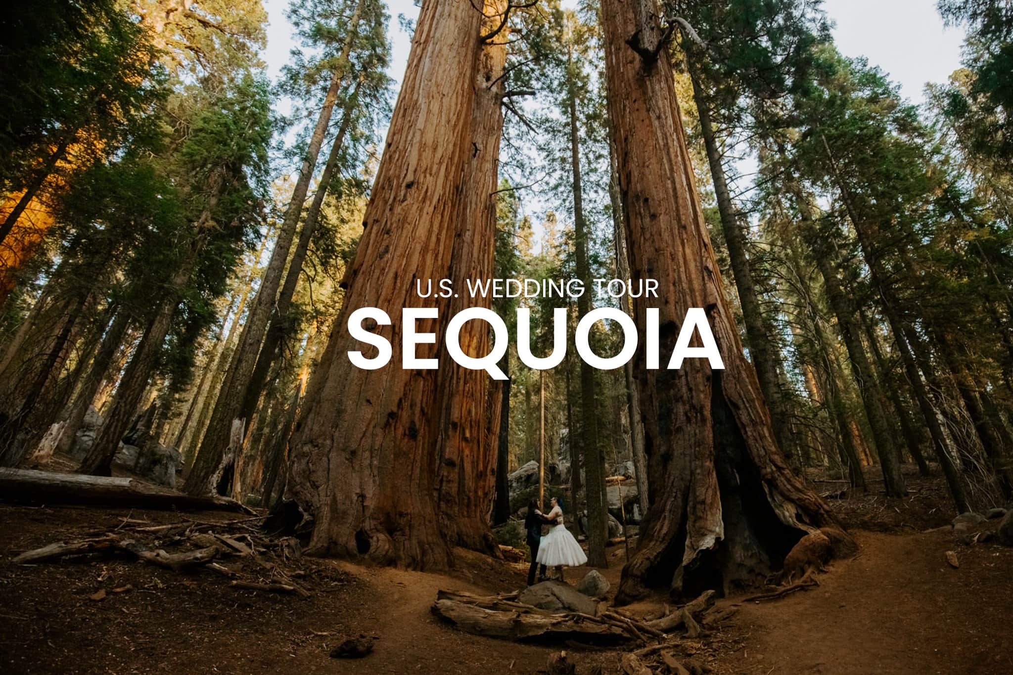 Wedding couple walking through the Sequoia trees